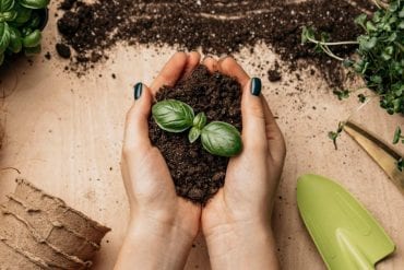 Tips To Grow Your Own Veggies   A Money Saving Hack