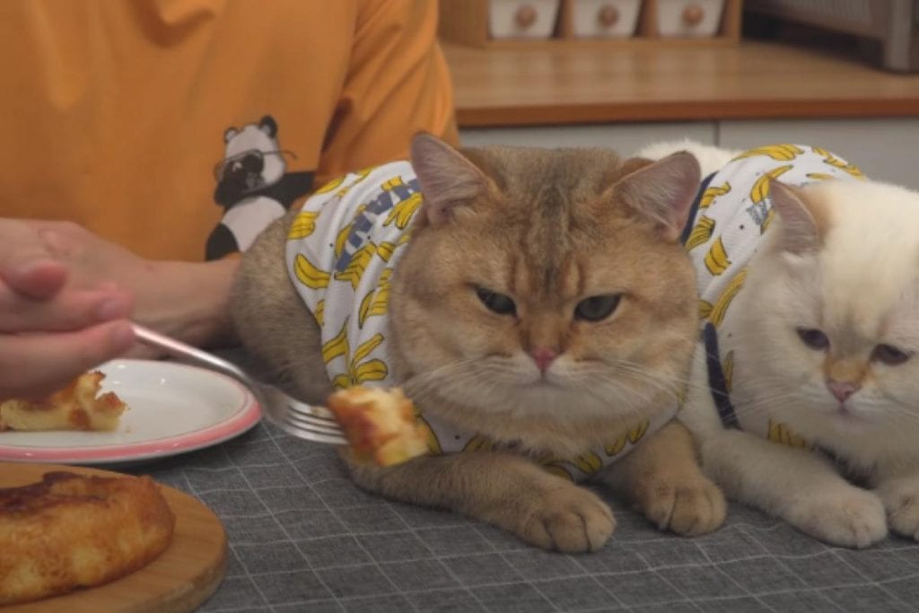 45k Likes! This ‘Bear-Masked’ Guy Makes Banana Cake Without An Oven 2 45k Likes This ‘Bear Masked Guy Makes Banana Cake Without An Oven 1