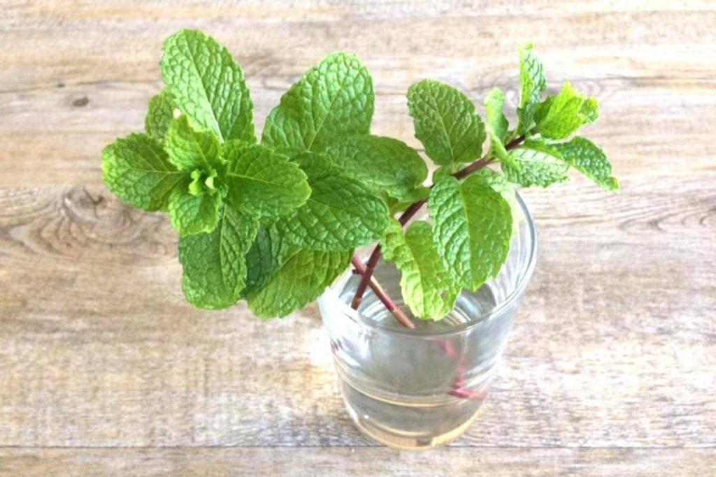 This Is How You Can Regrow Your Own Vegetables At Home And Save Money 8 PUDINA LEAVES