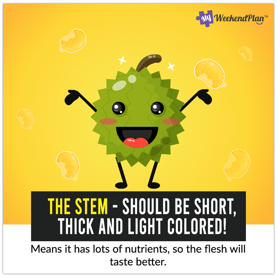 8 Tips To Pick A Good Durian 2 The Stem Should Be Short Thick And Light Colored edited