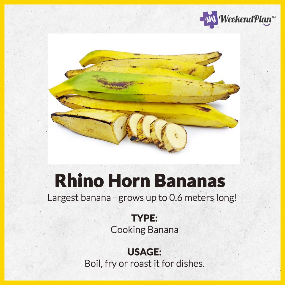 10 Types Of Bananas 10 Rhino Horn Bananas