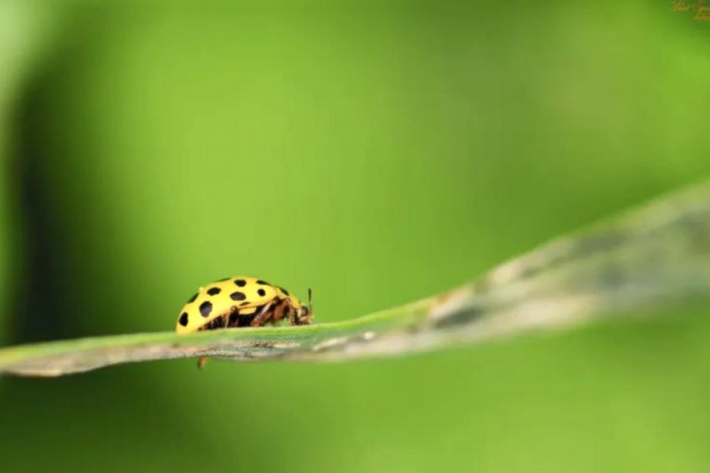 10 Smart Uses of Baking Soda for your Garden! 3 Other Pesky Bugs