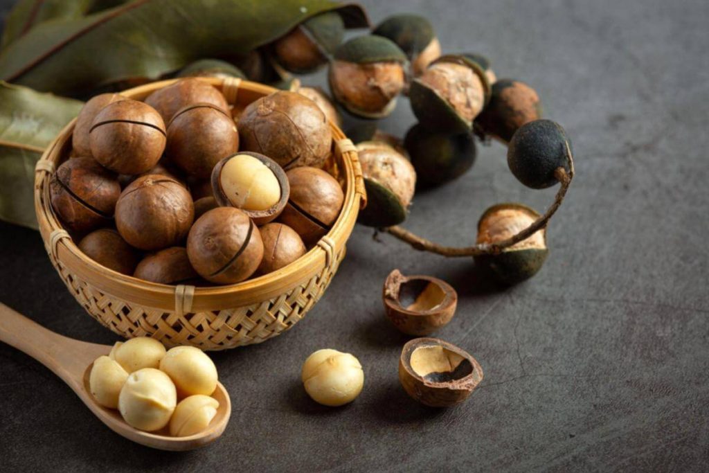 10 Jenis Kacang Terbaik di Malaysia 2025 8 Macadamia