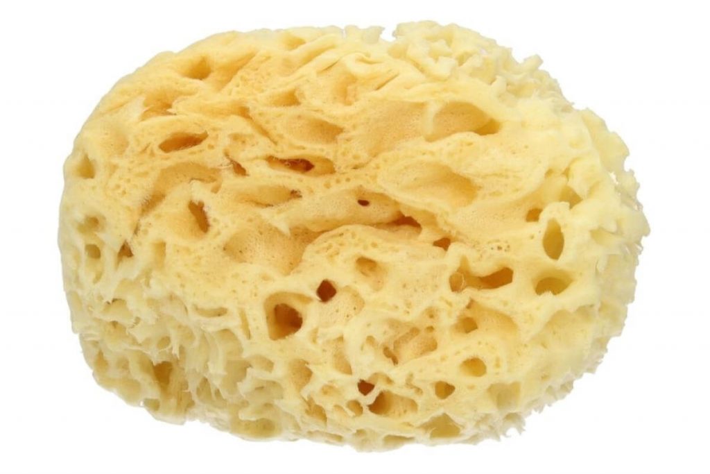 Top 10 Best Types of Cleaning Sponges 2025 7 Sea Sponge