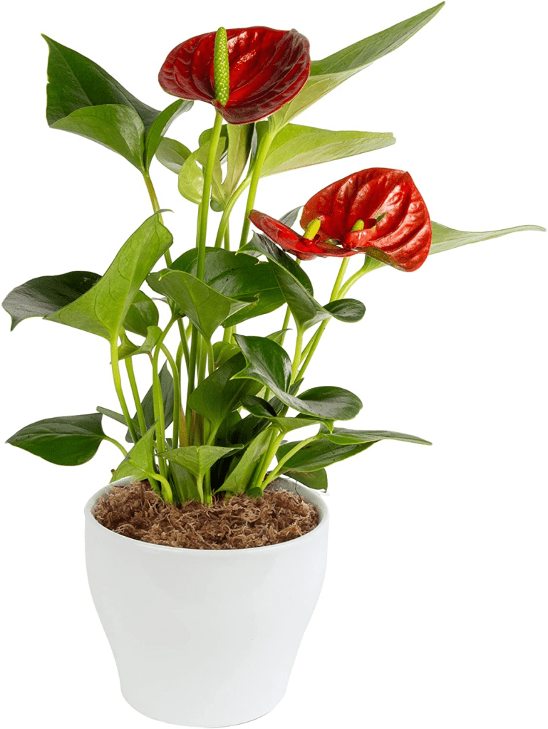 Top 10 Best Easy-Care Indoor Plants in Malaysia 2025 6 Anthurium