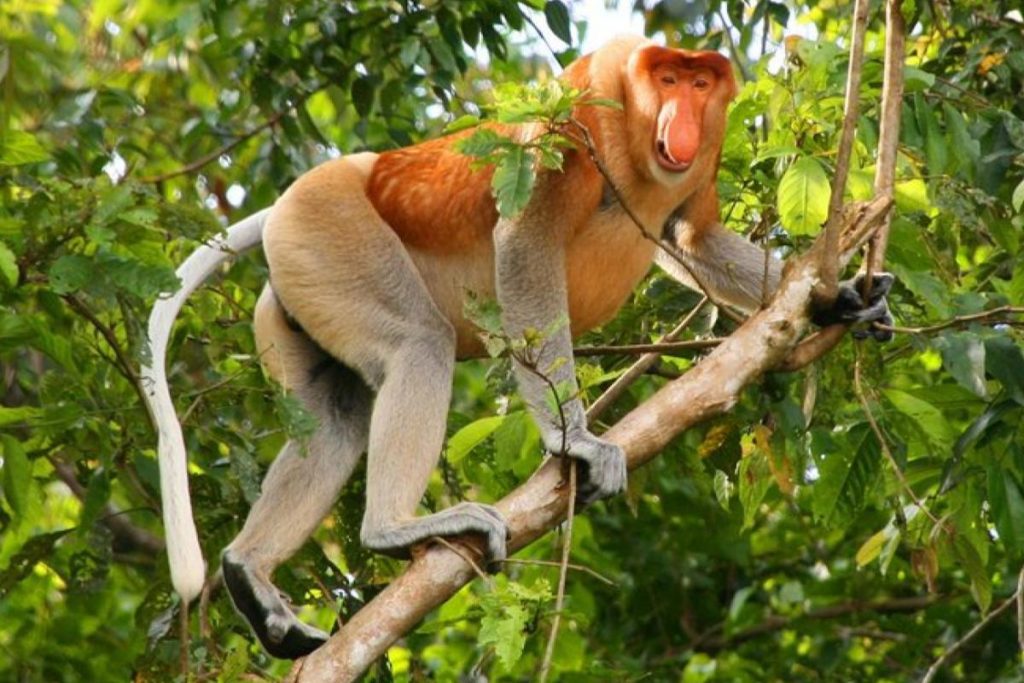 Top 10 Best National Parks in Malaysia 2025 11 Bako National Park