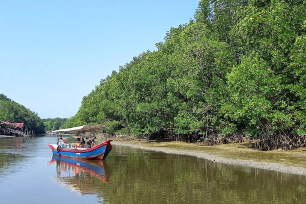 8 Tempat Menarik di Taiping 2025 12 Matang Mangrove Forest Reserve