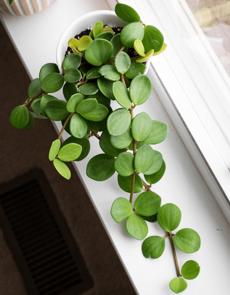 Top 10 Best Easy-Care Indoor Plants in Malaysia 2025 8 Peperomia