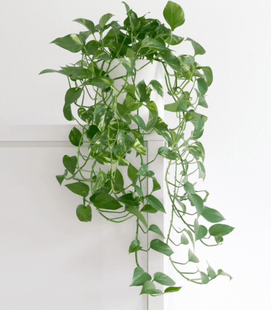 Top 10 Best Easy-Care Indoor Plants in Malaysia 2025 4 Pothos