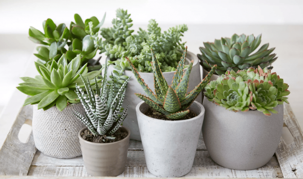 Top 10 Best Easy-Care Indoor Plants in Malaysia 2025 3 Succulent