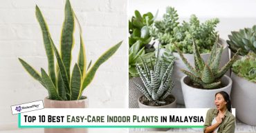 Top--Best-Easy-Care-Indoor-Plants-in-Malaysia