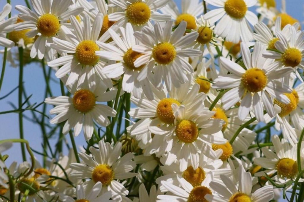 Top 10 Best Affordable Fresh Flowers in Malaysia 2025 9 Chamomile
