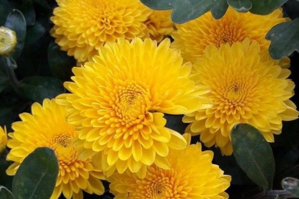 Top 10 Best Affordable Fresh Flowers in Malaysia 2025 10 Chrysanthemum