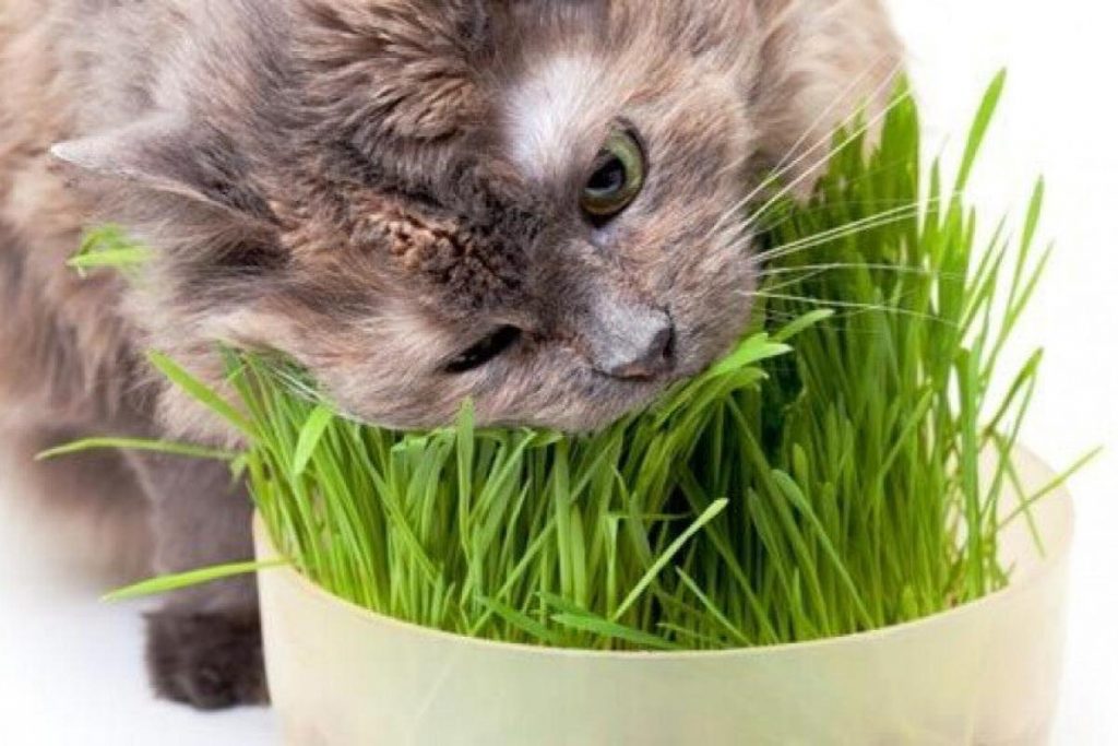 9 Cara Terbaik Untuk Memastikan Kucing Anda Gembira di Malaysia 2025 2 Plant Cat Grass
