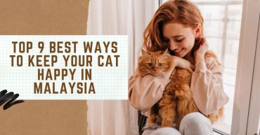 Top Best Ways To Keep Your Cat Happy in Malaysia
