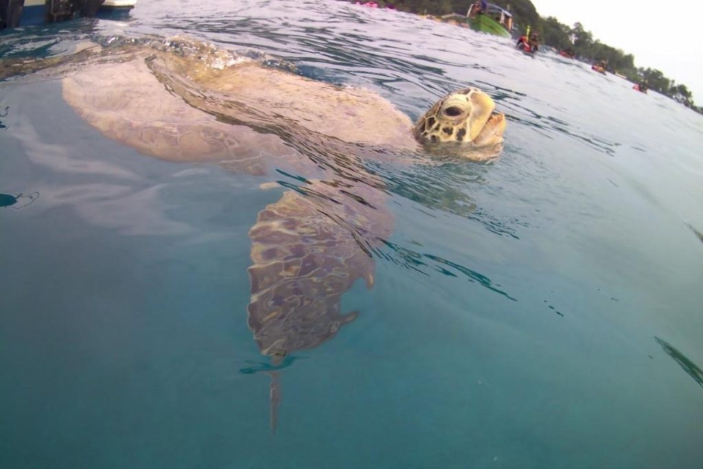 8 Tempat Menarik di Pulau Perhentian 2025 9 Catch A Glimpse Of Sea Turtles At Turtle Beach