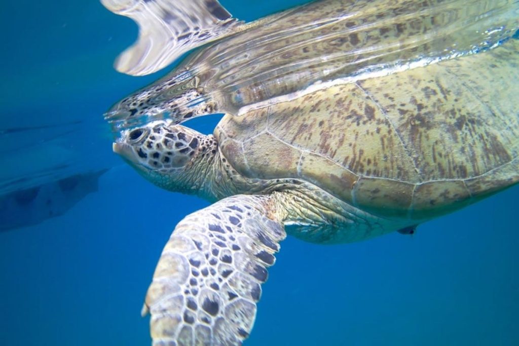 8 Tempat Menarik di Pulau Perhentian 2025 10 Catch A Glimpse Of Sea Turtles At Turtle Beach