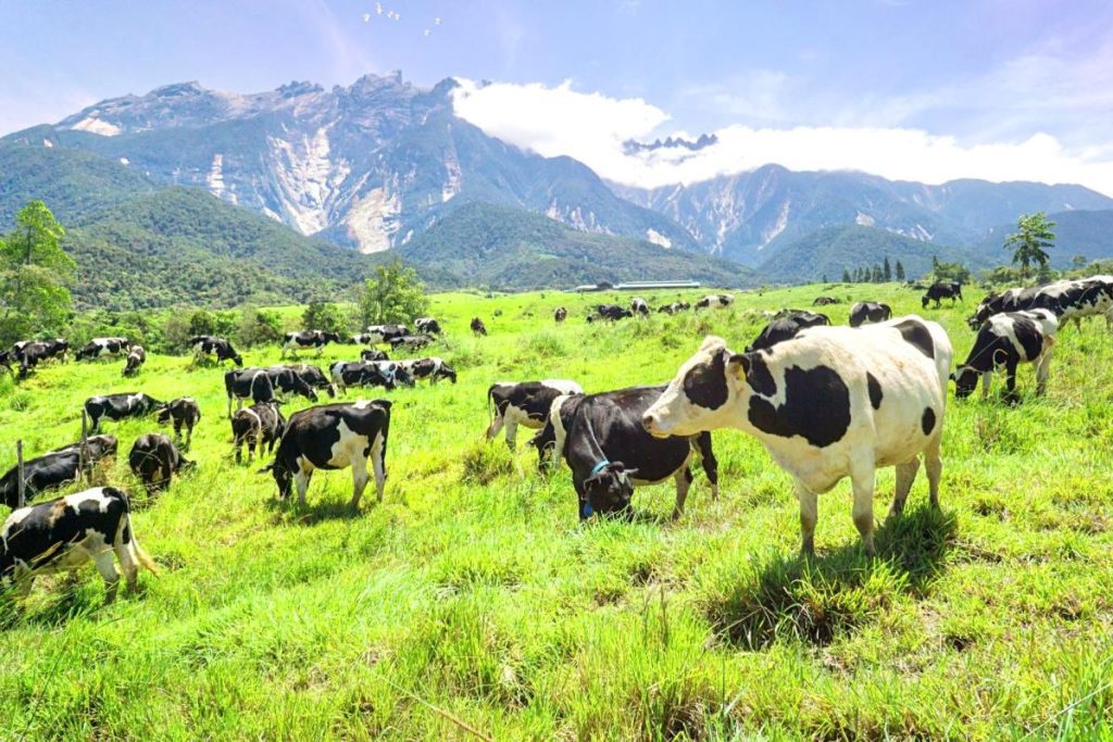 10 Tempat Menarik di Sabah 2025 2 Desa Dairy Farm