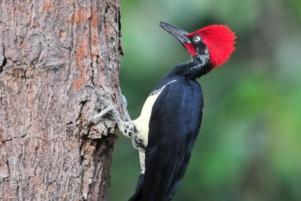 Top 8 Best Family Activities in Kuching 2025 4 Discover Nature At Bako National Park