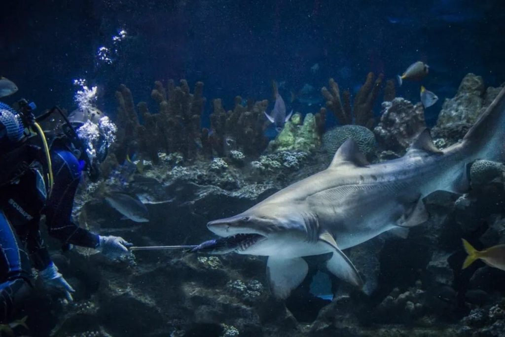 Top 9 Best Things to do in Kuala Lumpur 2025 10 Dive into The Underwater World of Aquaria KLCC