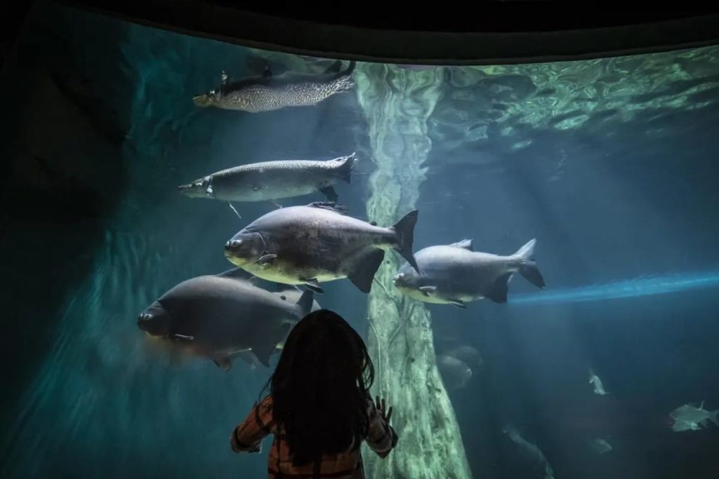 Top 9 Best Things to do in Kuala Lumpur 2025 9 Dive into The Underwater World of Aquaria KLCC