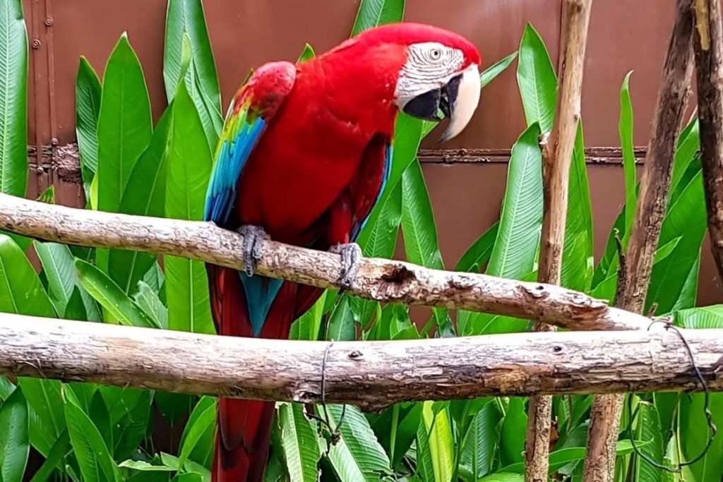 Top 8 Best Family Activities in Penang 2025 15 Feed Doves At The Penang Bird Park