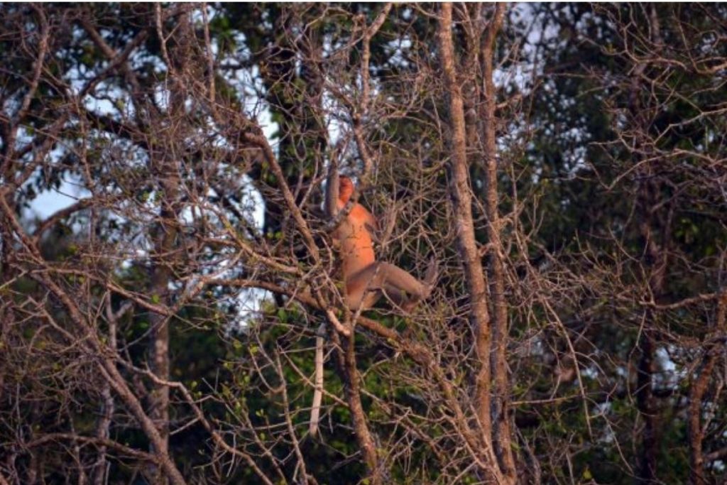 Top 8 Best Family Activities in Kuching 2025 11 Go on A River Cruise At The Kuching Wetlands National Park