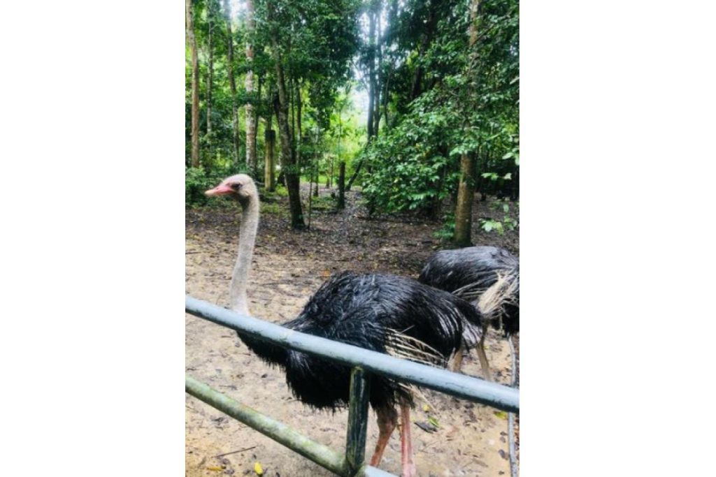 Top 8 Best Zoos and Wildlife Parks in Malaysia 2025 15 Kemaman Zoo and Recreation Park