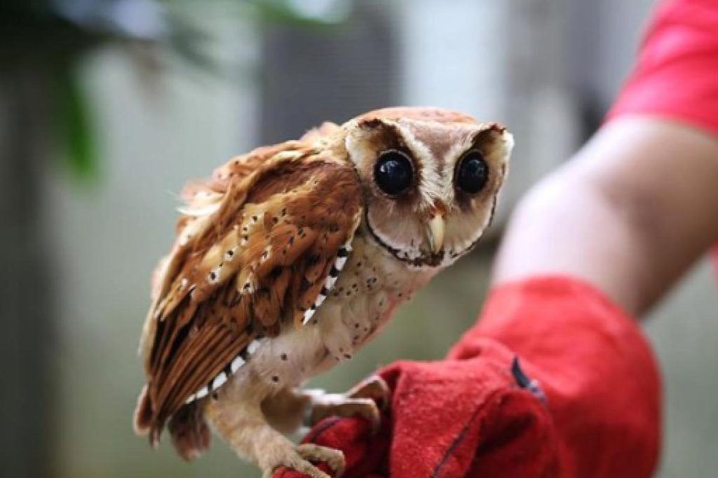 Top 8 Best Instagrammable Parks and Gardens in Penang 2025 14 Penang Bird Park