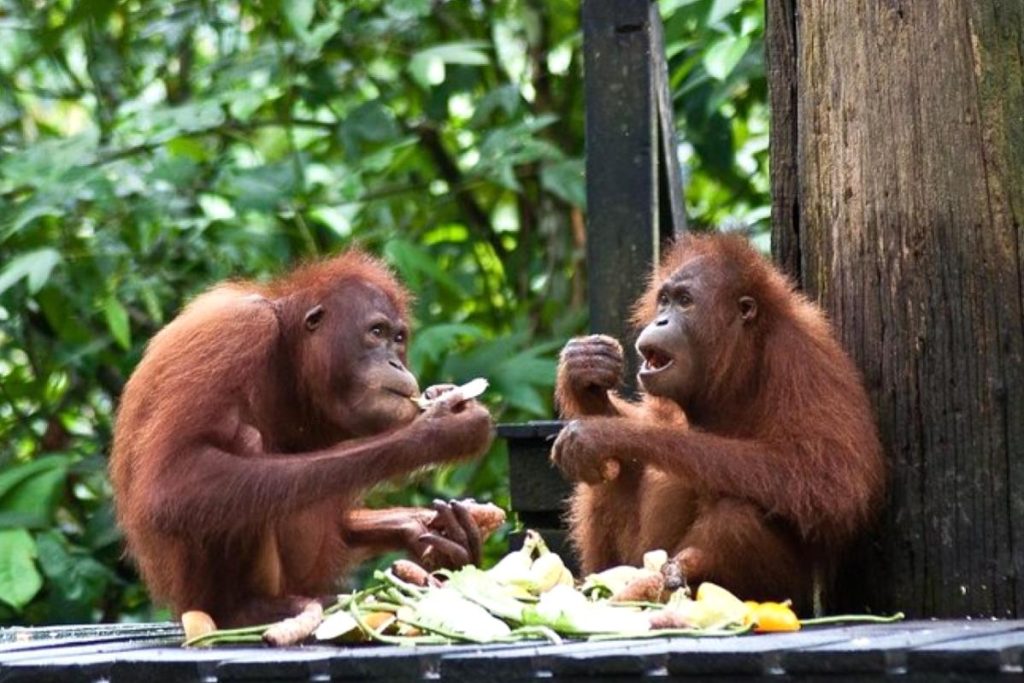 10 Tempat Menarik di Sabah 2025 8 Sepilok Orangutan Rehabilitation Centre