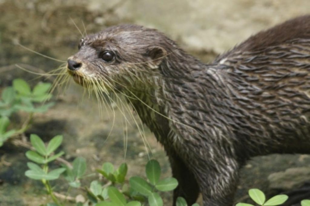 Top 8 Best Family Activities in Kuching 2025 13 Take A Walk On The Wild Side At Jongs Crocodile Farm Zoo