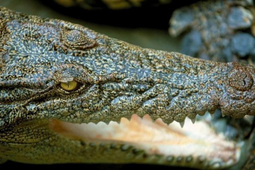 Top 8 Best Family Activities in Kuching 2025 12 Take A Walk On The Wild Side At Jongs Crocodile Farm Zoo