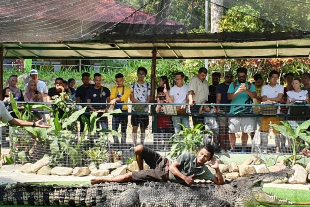 Top 8 Best Things to do in Langkawi 2025 13 Visit The Crocodile Adventureland Langkawi