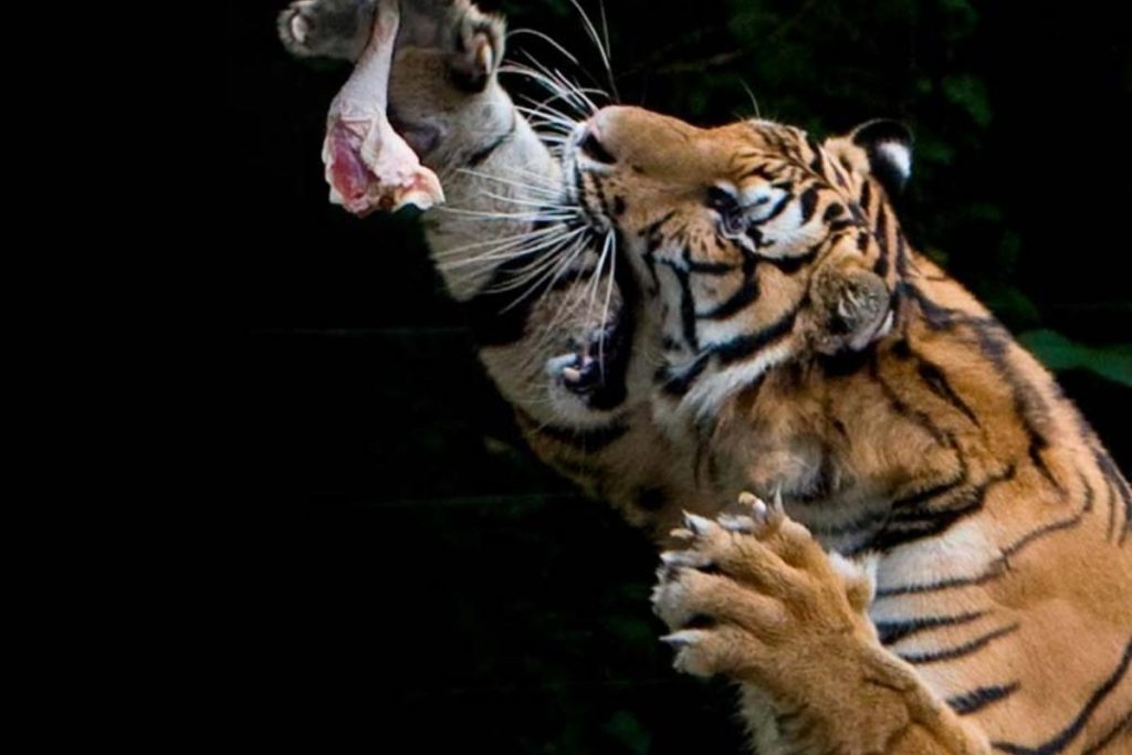 8 Tempat Menarik di Ipoh 2025 2 Watch A Siberian Tiger Show At The Lost World Of Tambun Theme Park