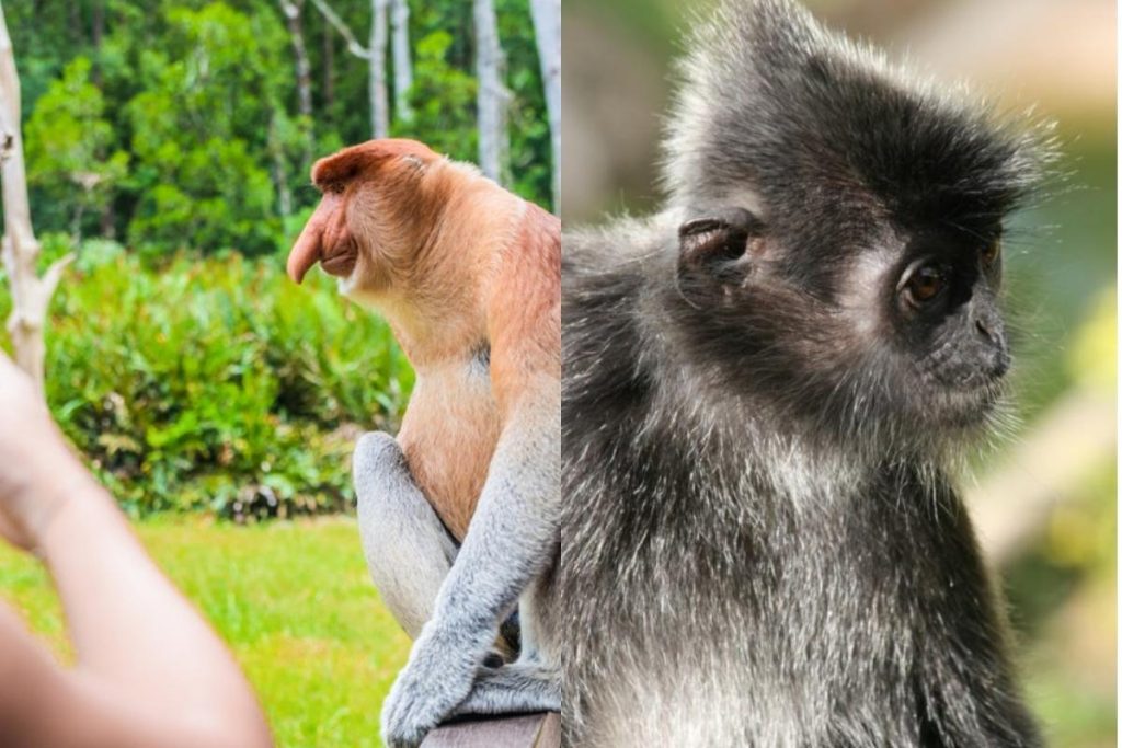 8 Tempat Menarik di Sabah 2025 7 Watch Feeding Shows At The Labuk Bay Proboscis Monkey Sanctuary