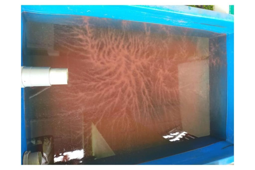 8 Makanan Ikan Akuarium Terbaik di Malaysia 2025 7 Water Flea Starter