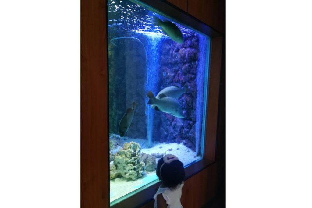 Top 8 Best Things To Do in Port Dickson 2025 7 Delve into The Underwater World Of Pusat Ikan Hiasan Port Dickson