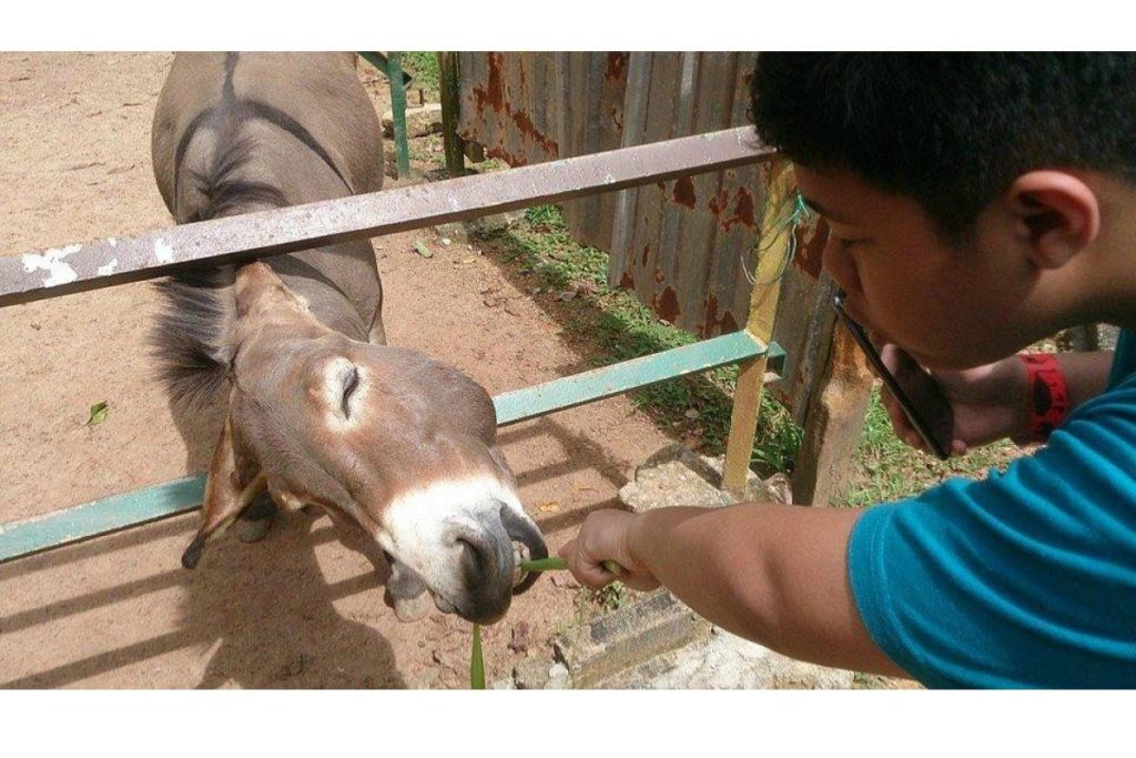 Top 8 Best Things To Do in Port Dickson 2025 9 Feed The Animals At The PD Ostrich Show Farm