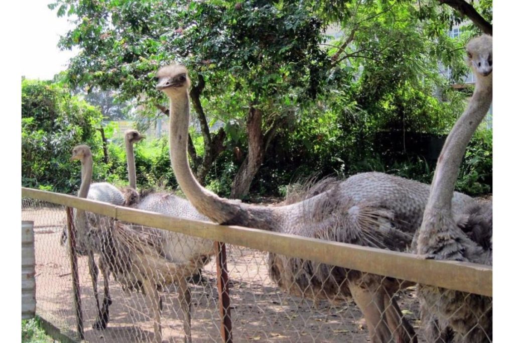 Top 8 Best Things To Do in Port Dickson 2025 8 Feed The Animals At The PD Ostrich Show Farm
