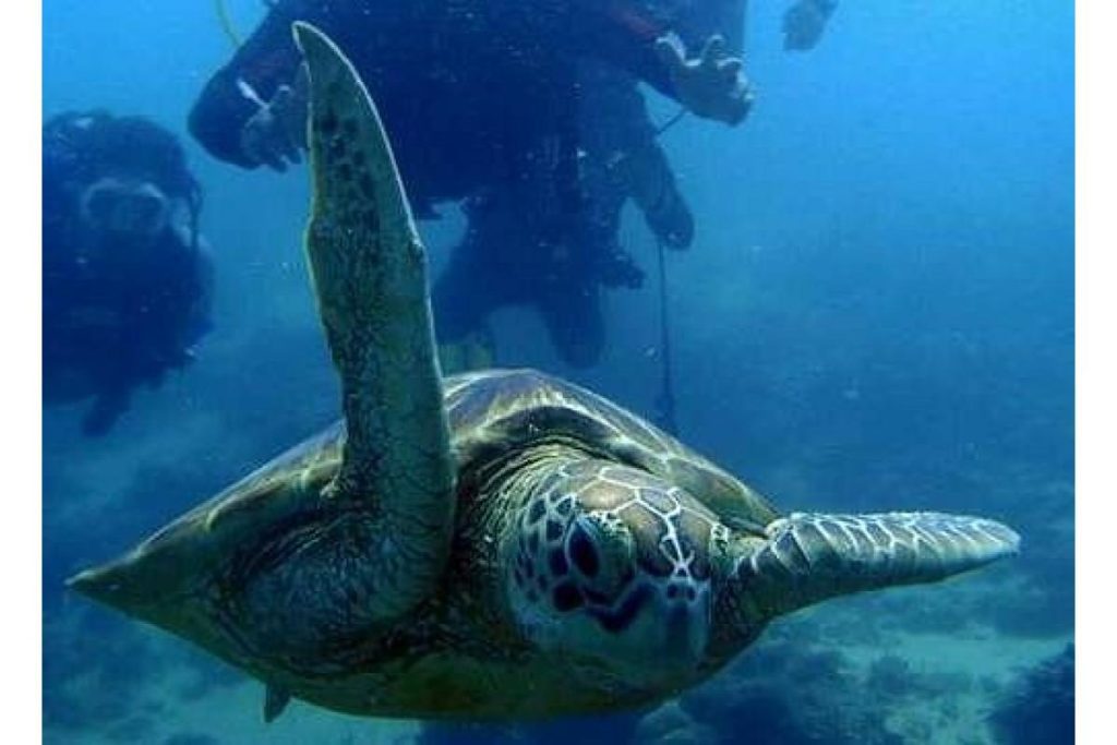 Top 8 Best Things To Do in Port Dickson 2025 17 Go Scuba Diving At The Blue Lagoon