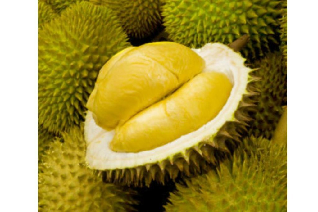 Top 8 Best Types of Durian In Malaysia 2025 3 D Durian