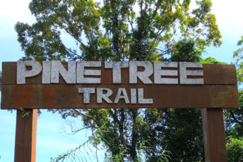 8 Aktiviti Menarik untuk Dilakukan di Raub, Pahang 2025 4 Hike up Pine Tree Hill