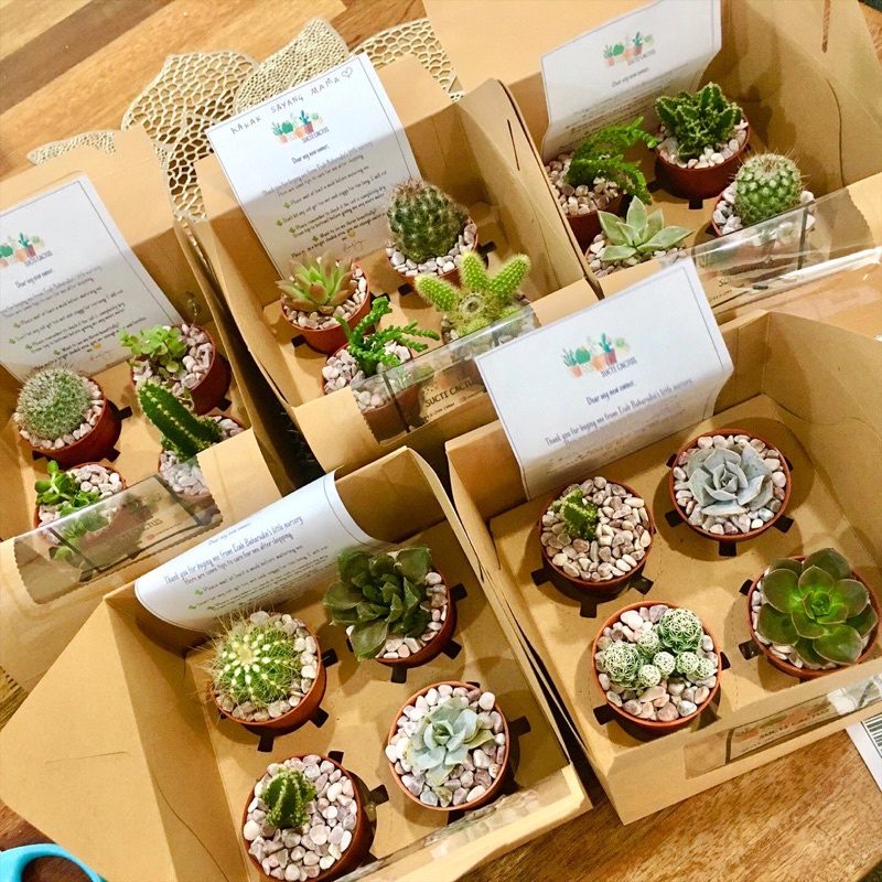 70 Hadiah Menarik untuk Perempuan 2025 45 Kaktus