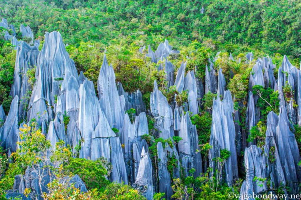 Top 8 Best Hiking Spots You Should Go in Malaysia 2025 15 The Pinnacles Gunung Mulu National Park