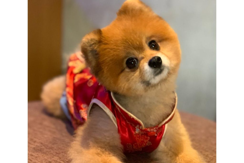 8 Pet Cafe Terbaik di Pulau Pinang 2025 5 Bark Bean Pet Cafe