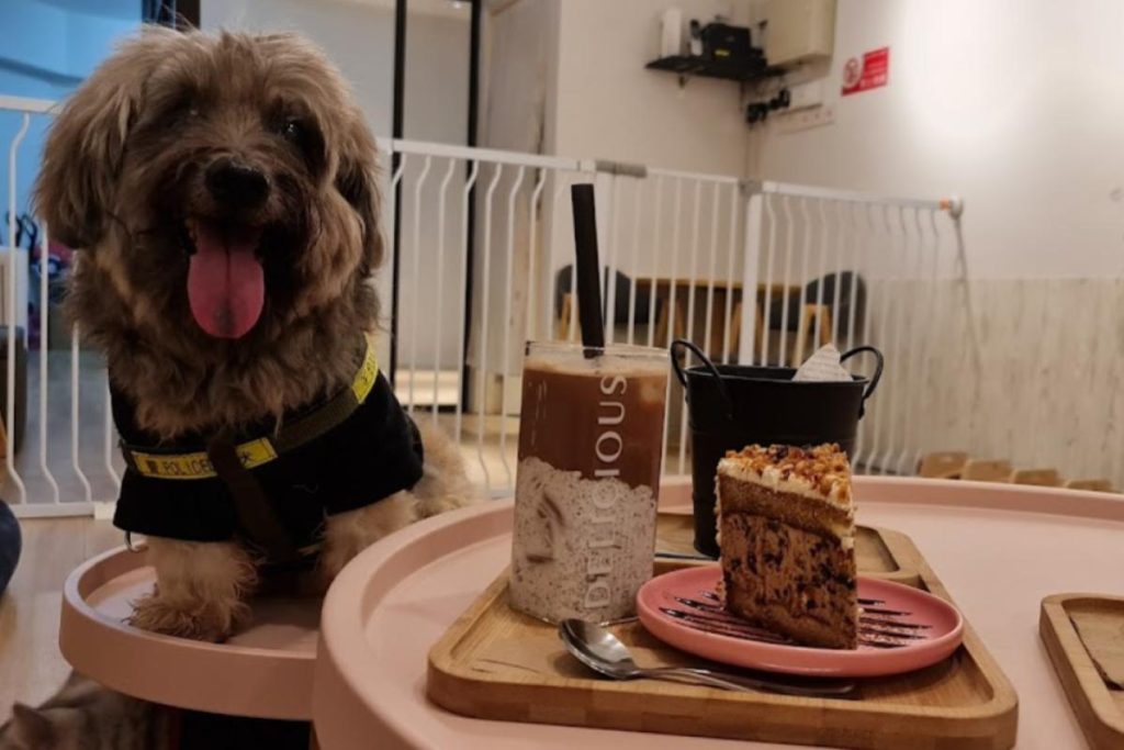 8 Pet Cafe Terbaik di Pulau Pinang 2025 13 Cafe De Ohana