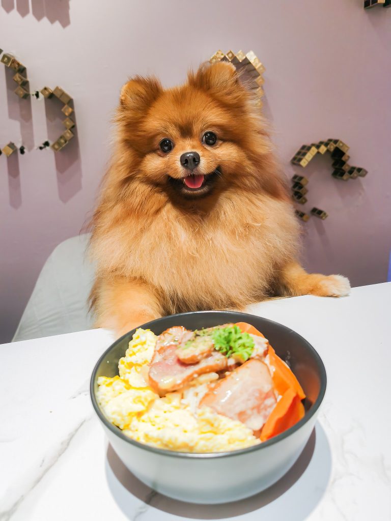 8 Pet Cafe Terbaik di Pulau Pinang 2025 8 Poms Cafe