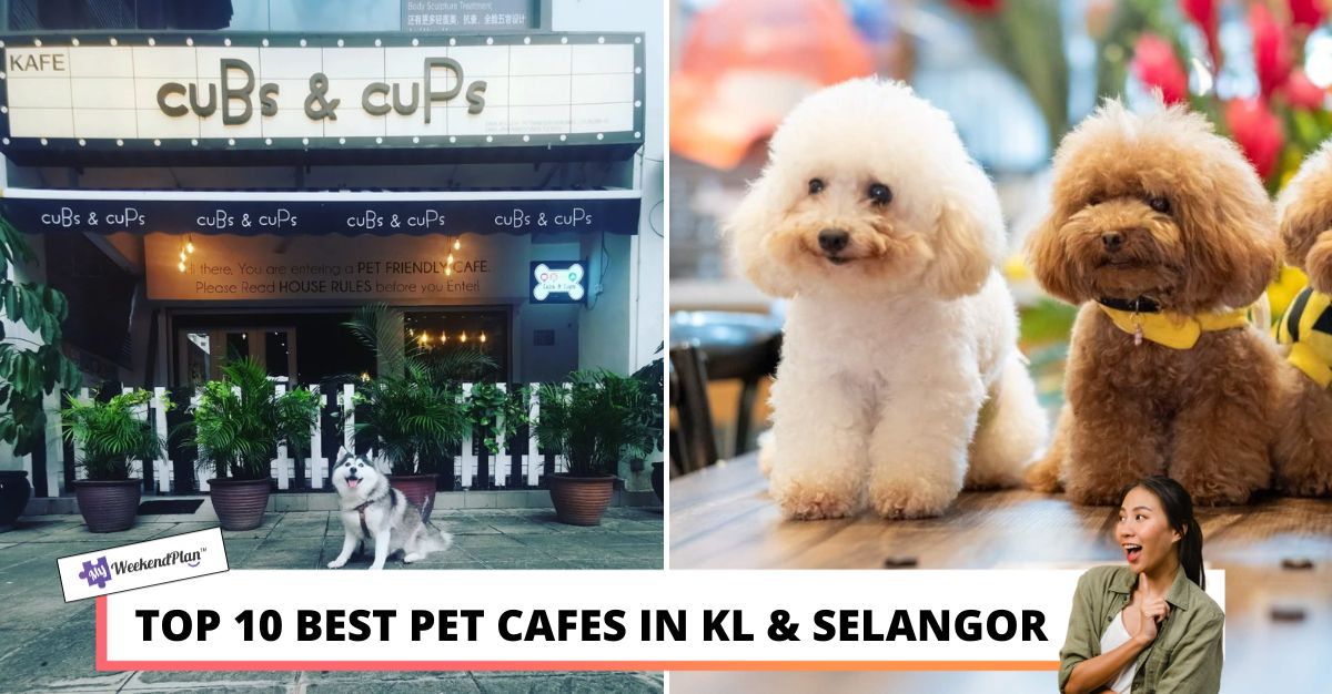 TOP BEST PET CAFES IN KL SELANGOR