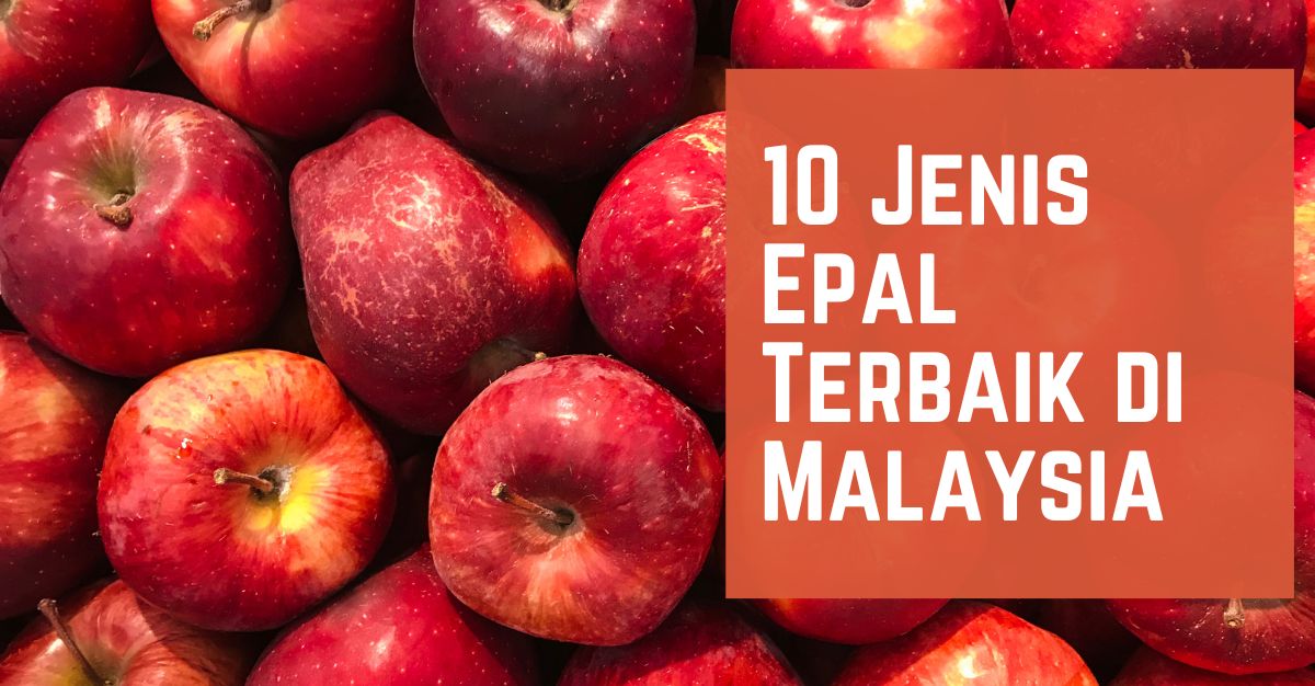-Jenis-Epal-Terbaik-di-Malaysia