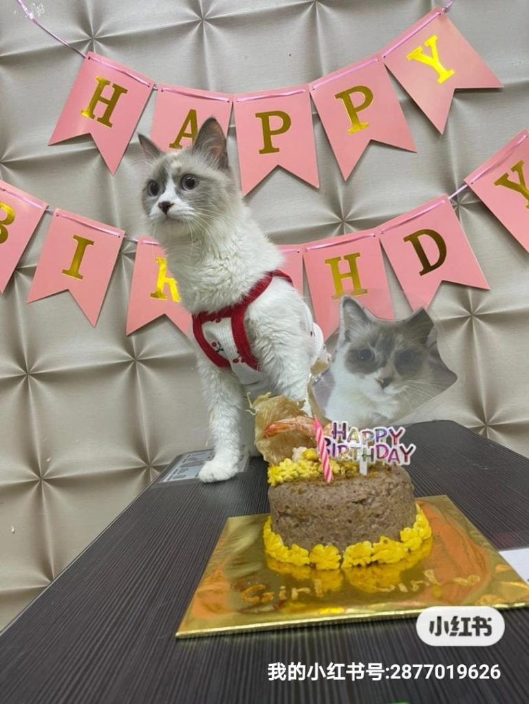 Top 7 Best Pet Cafes in Melaka 2025 11 C.A.T Fans Shop